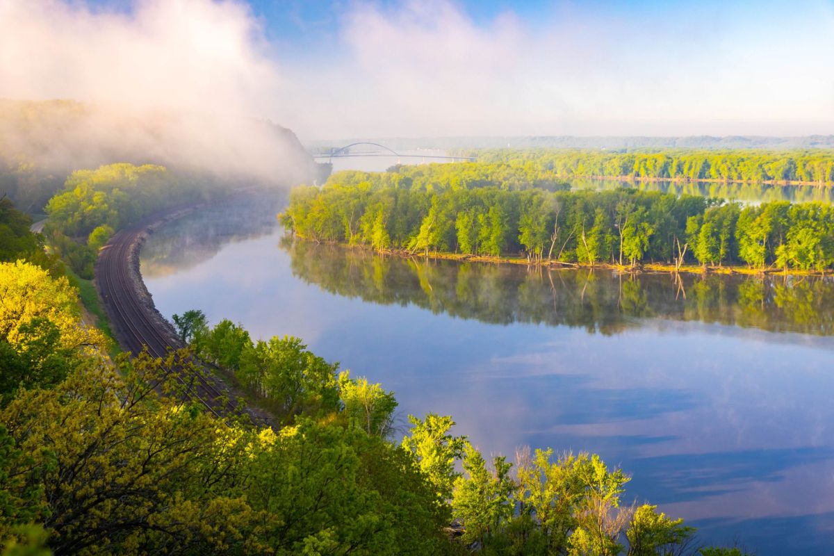 Trees along the Mississippi River.
