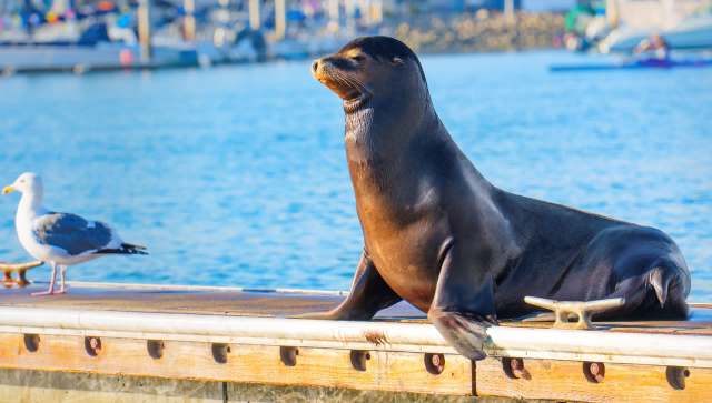 A sea lion resting on a dock next to a seagull with water and boats in the background.