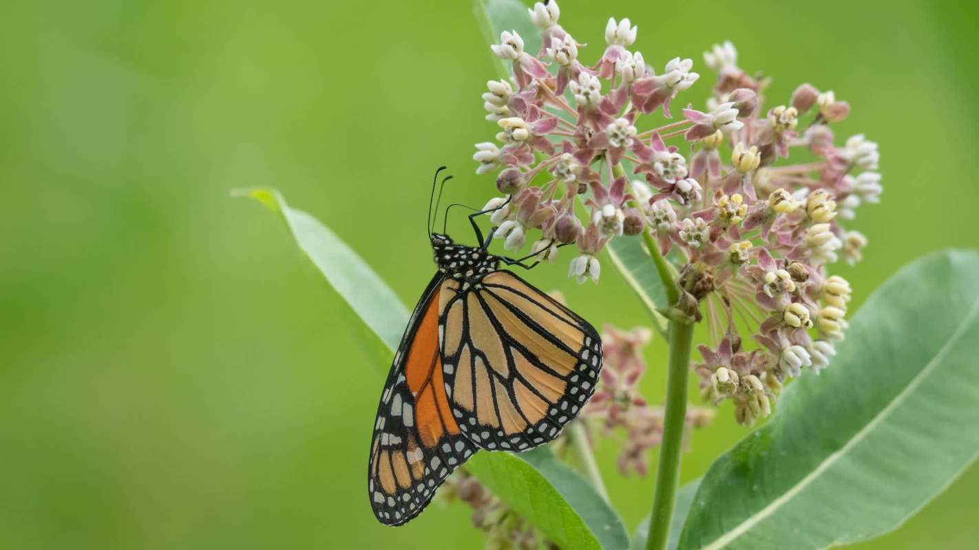 A butterfly perched on a cluster of pink and white flowers.
