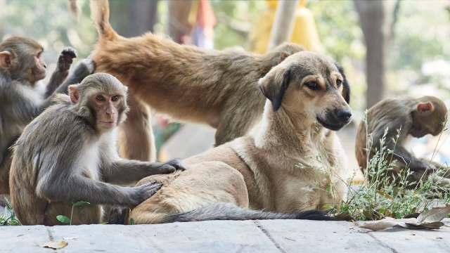 A dog lies on the ground while a monkey interacts nearby, surrounded by other monkeys.