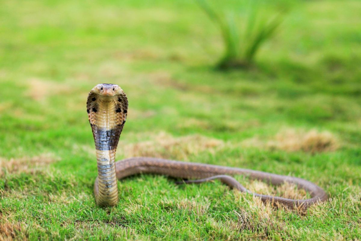 A monocled cobra.