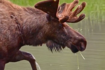 A bull moose with a mouthful of pondweed.