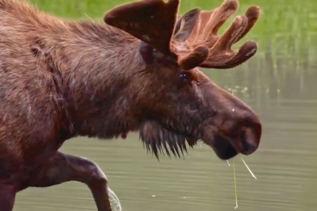 A bull moose with a mouthful of pondweed.