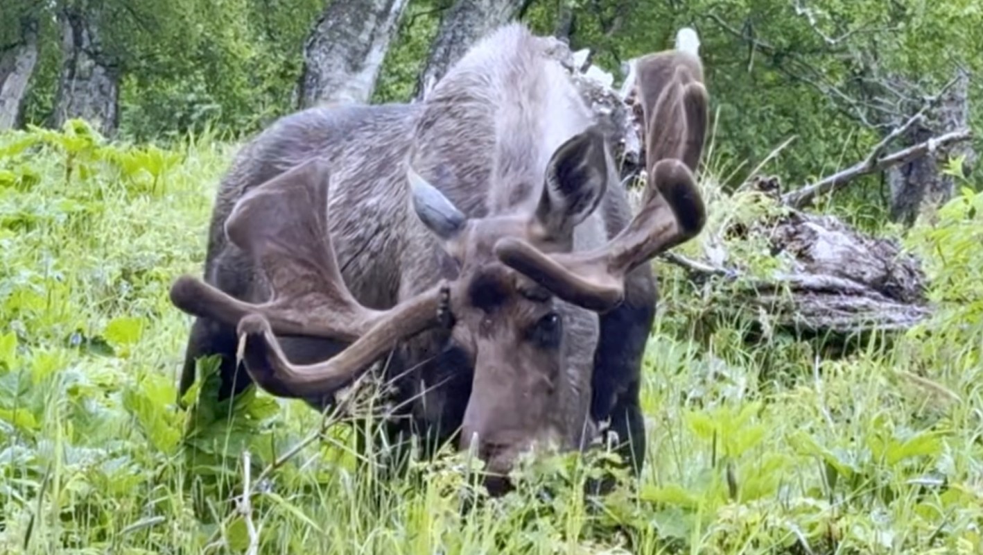 A moose grazing in a grassy area surrounded by trees.