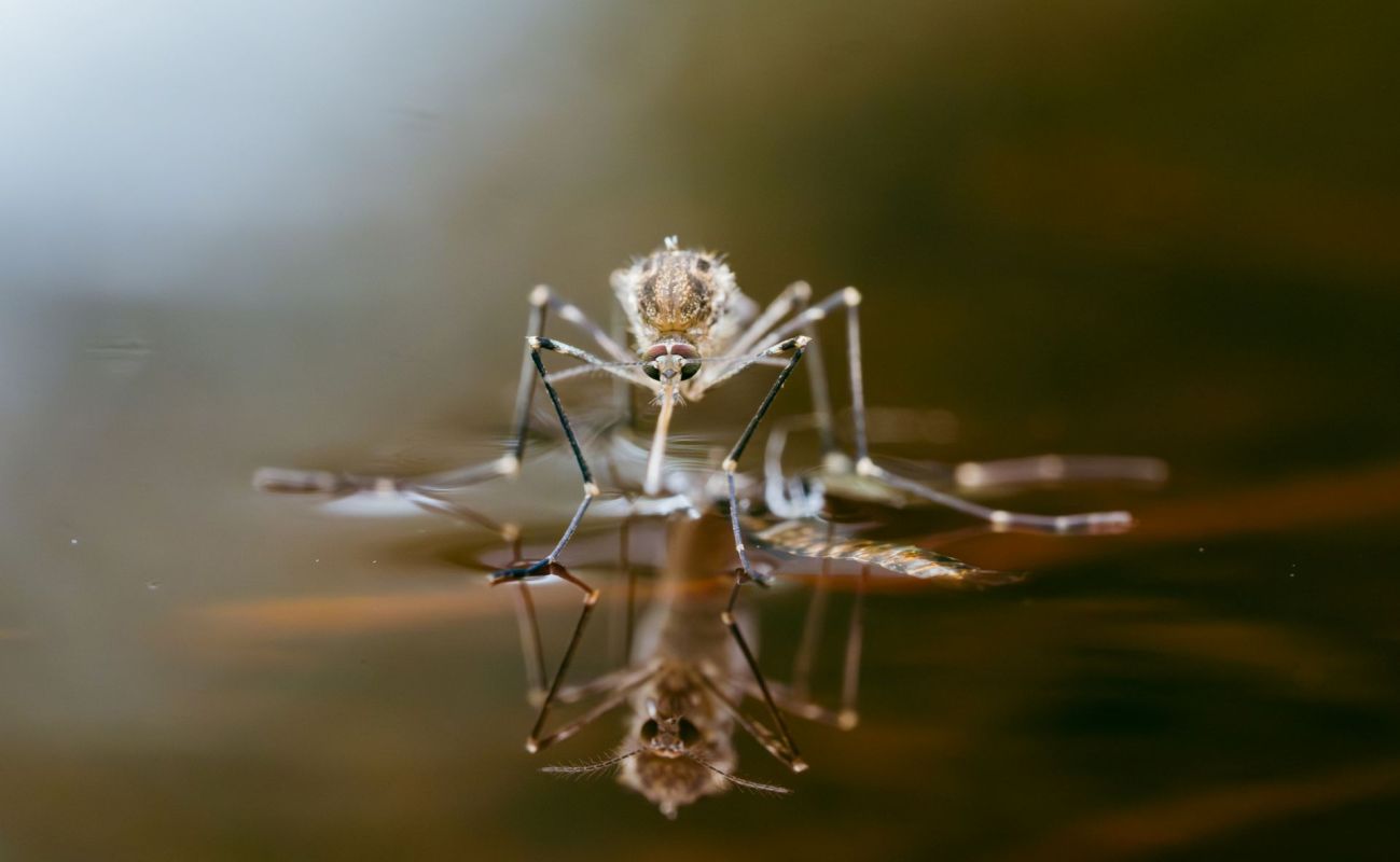 A mosquito on water.