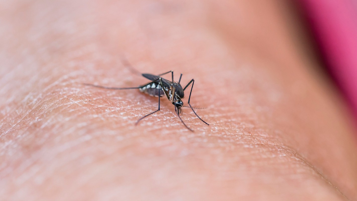 A mosquito is feeding on human skin.