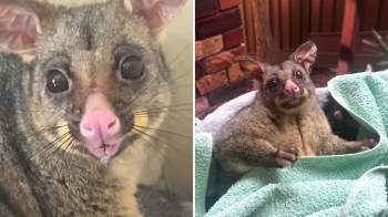 Two images of a small marsupial with a pink snout and large eyes, one appearing closer and the other wrapped in a towel.