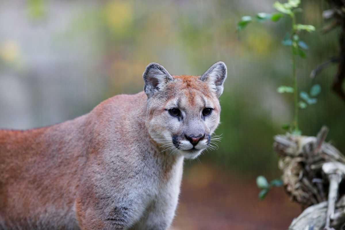 A mountain lion.