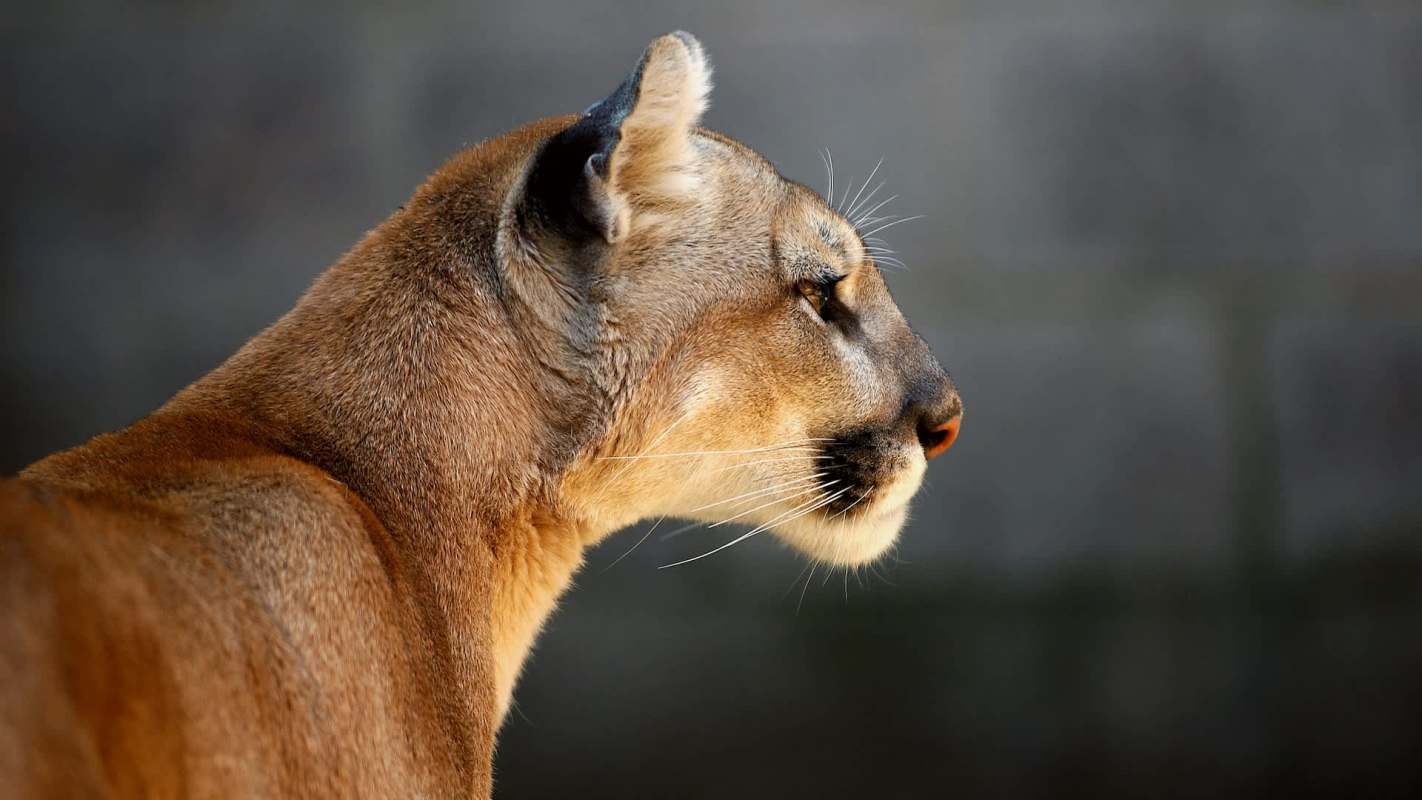 A puma's profile, showcasing its facial features against a blurred background.