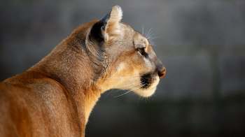 A puma's profile, showcasing its facial features against a blurred background.