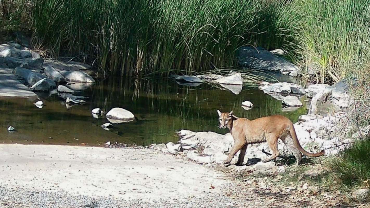 A mountain lion stands by a small pond surrounded by grass and rocks.