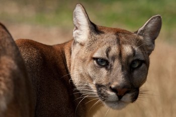 A mountain lion.
