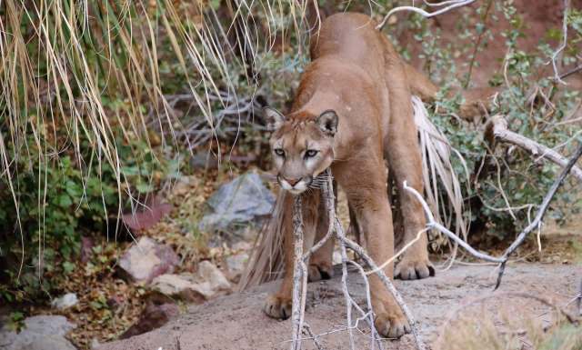A mountain lion stands near a rock, holding a stick in its mouth among scattered vegetation.