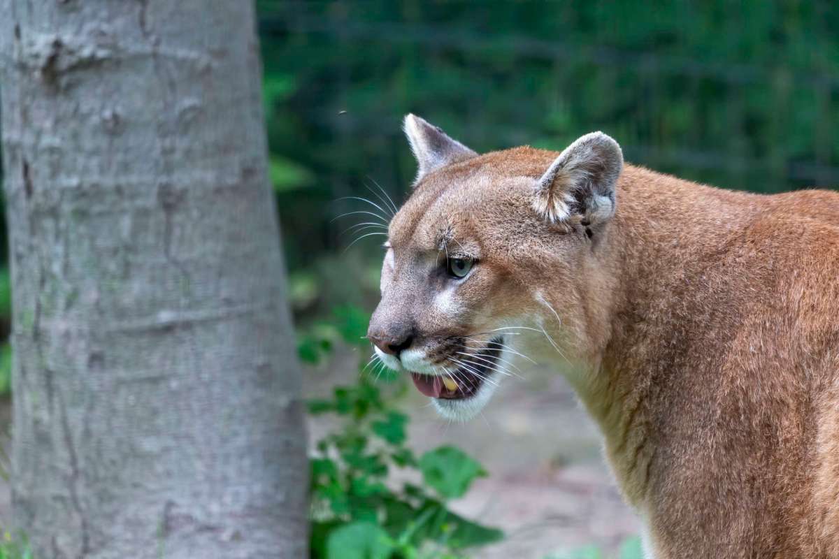 A cougar stands near a tree in a natural setting.