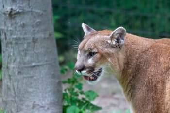 A cougar stands near a tree in a natural setting.