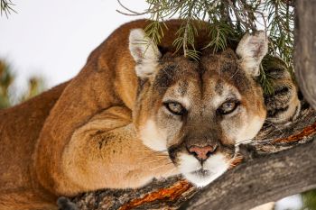 A mountain lion in a tree.