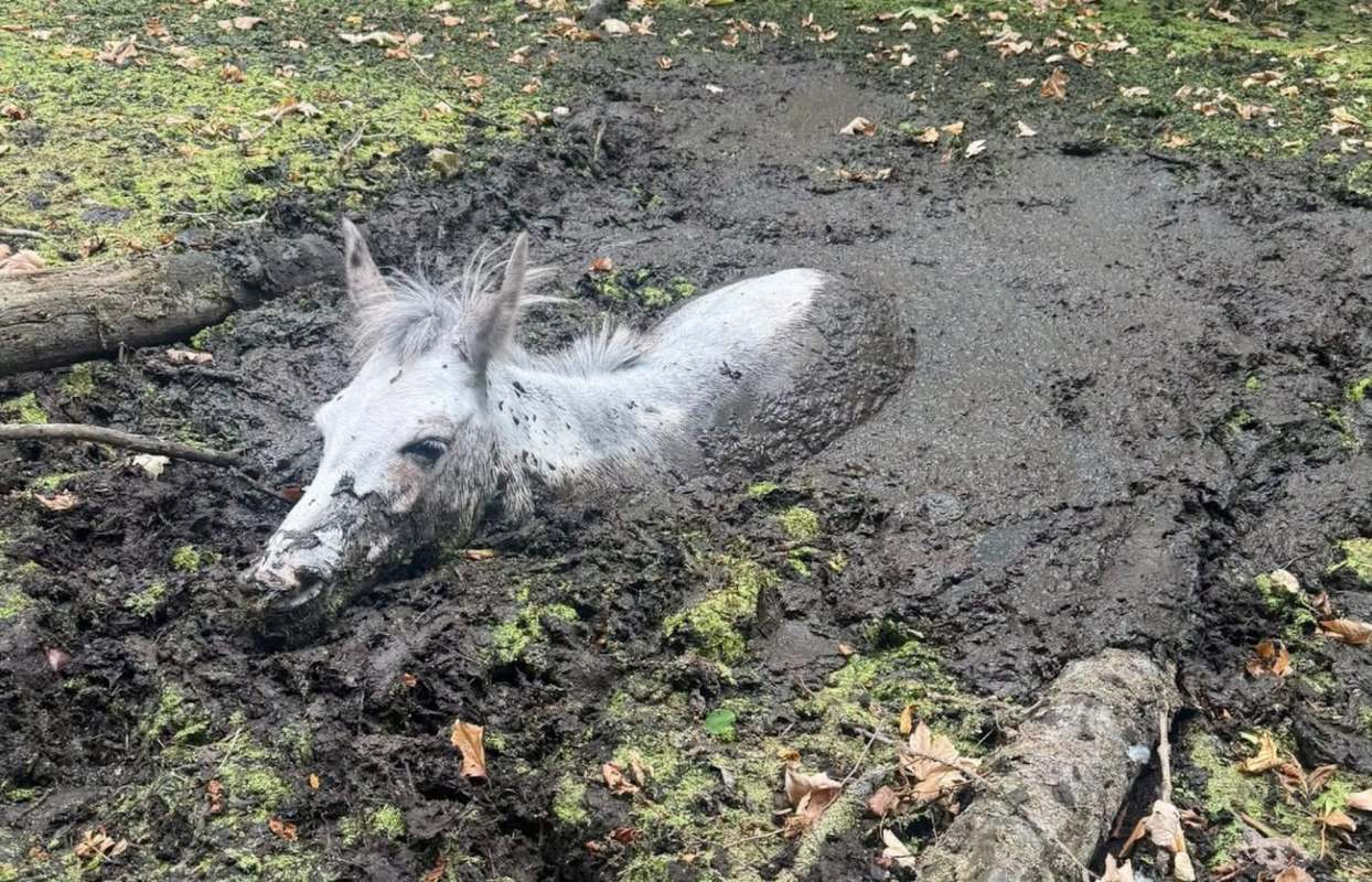 A mule is partially submerged in muddy ground surrounded by fallen leaves and vegetation.