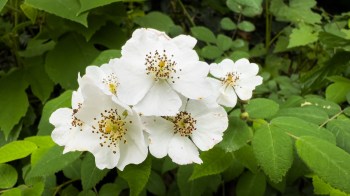 White flowers with yellow and brown centers among green leaves.