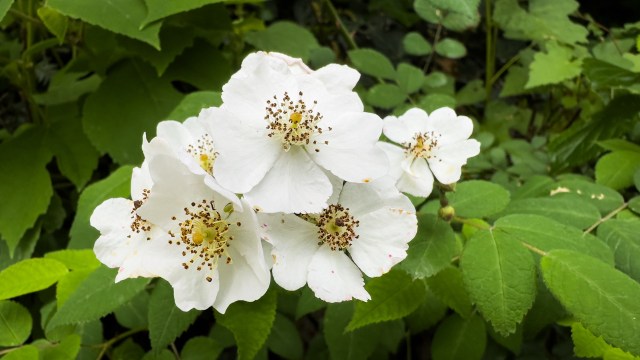White flowers with yellow and brown centers among green leaves.