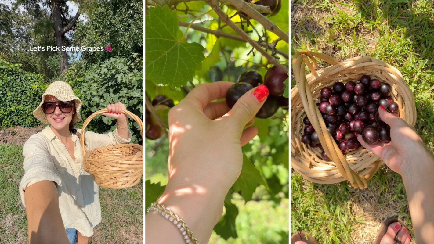 A person picking grapes.