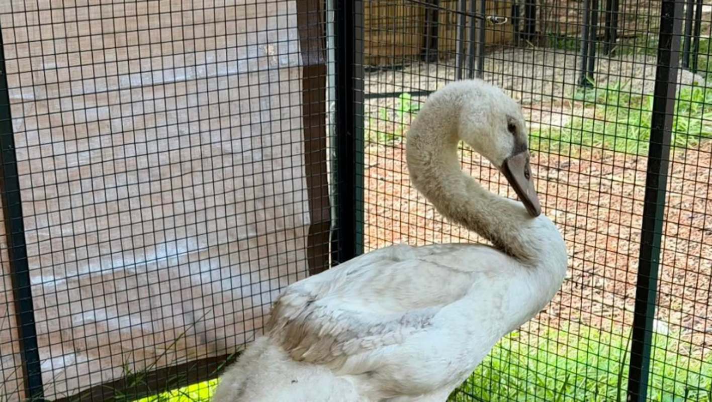 A mute swan named Raider.