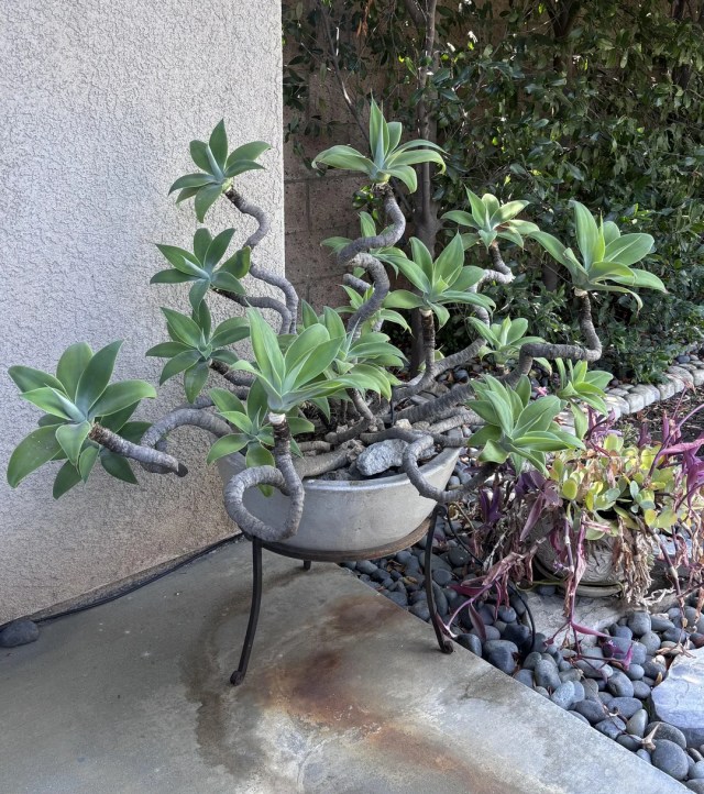 A potted Agave attenuata.