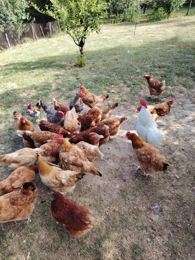 A flock of chickens.