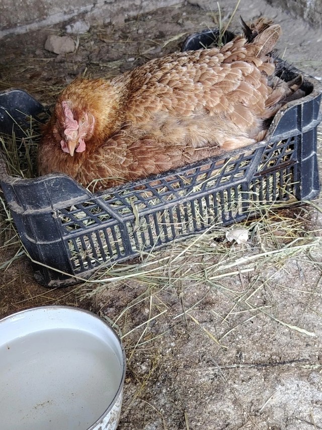 A chicken.