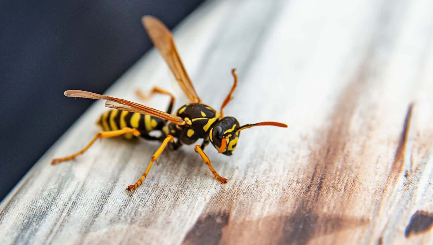 A wasp.