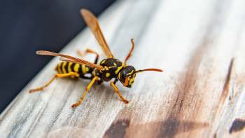 A wasp.