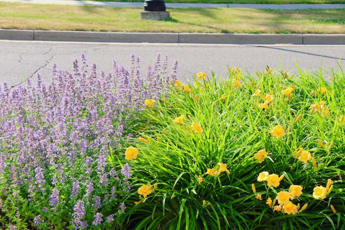 Purple and yellow flowers grow in a garden near a road.
