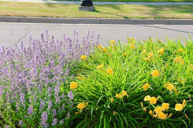 Purple and yellow flowers grow in a garden near a road.