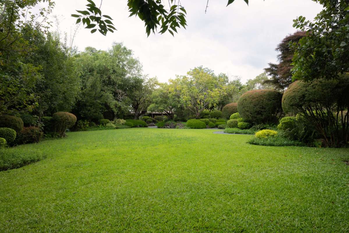 A yard.