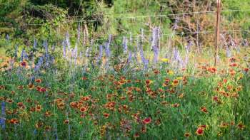 Wildflowers in a field.