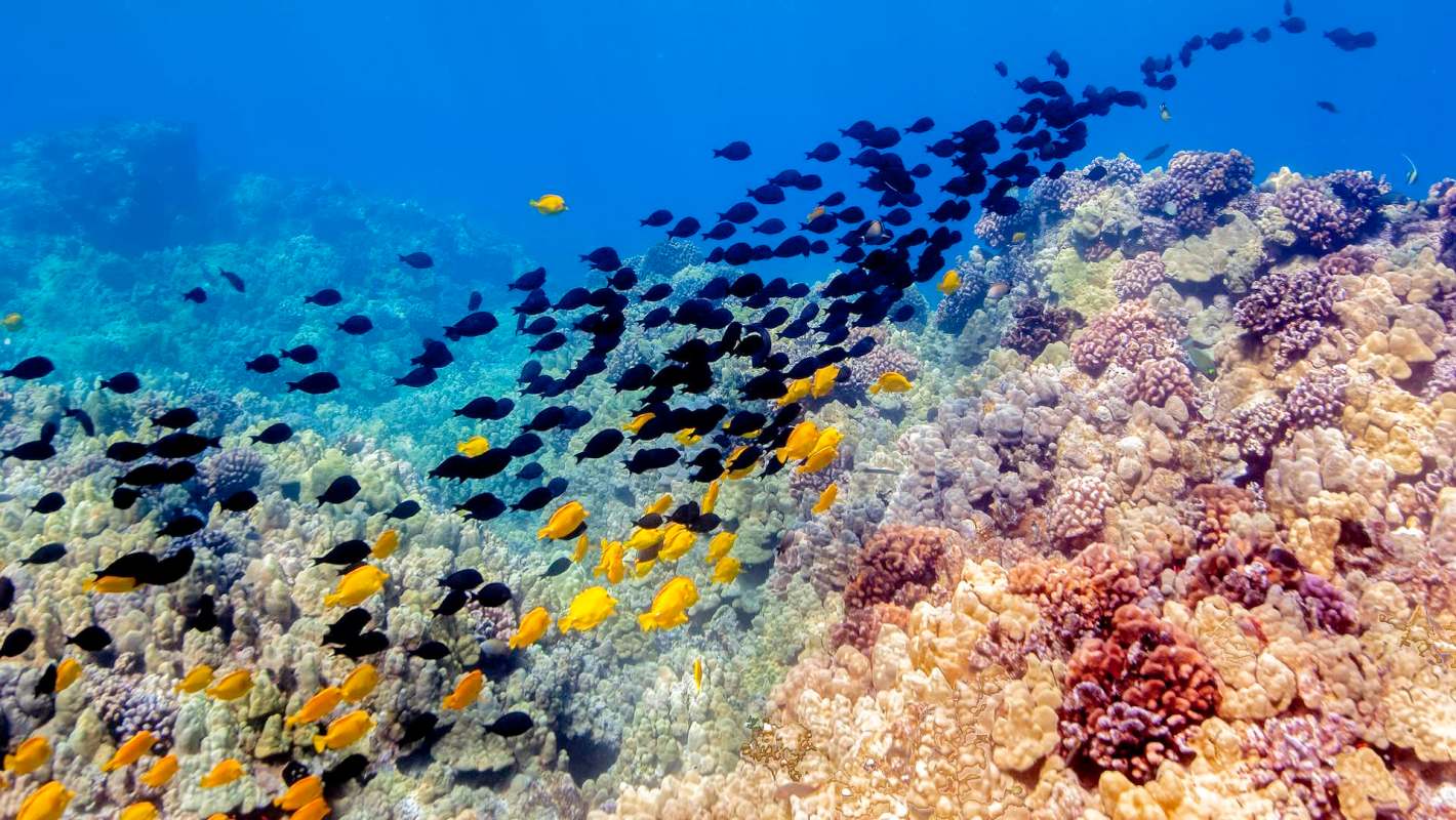 A school of fish.