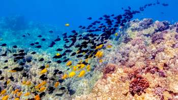 A school of fish.