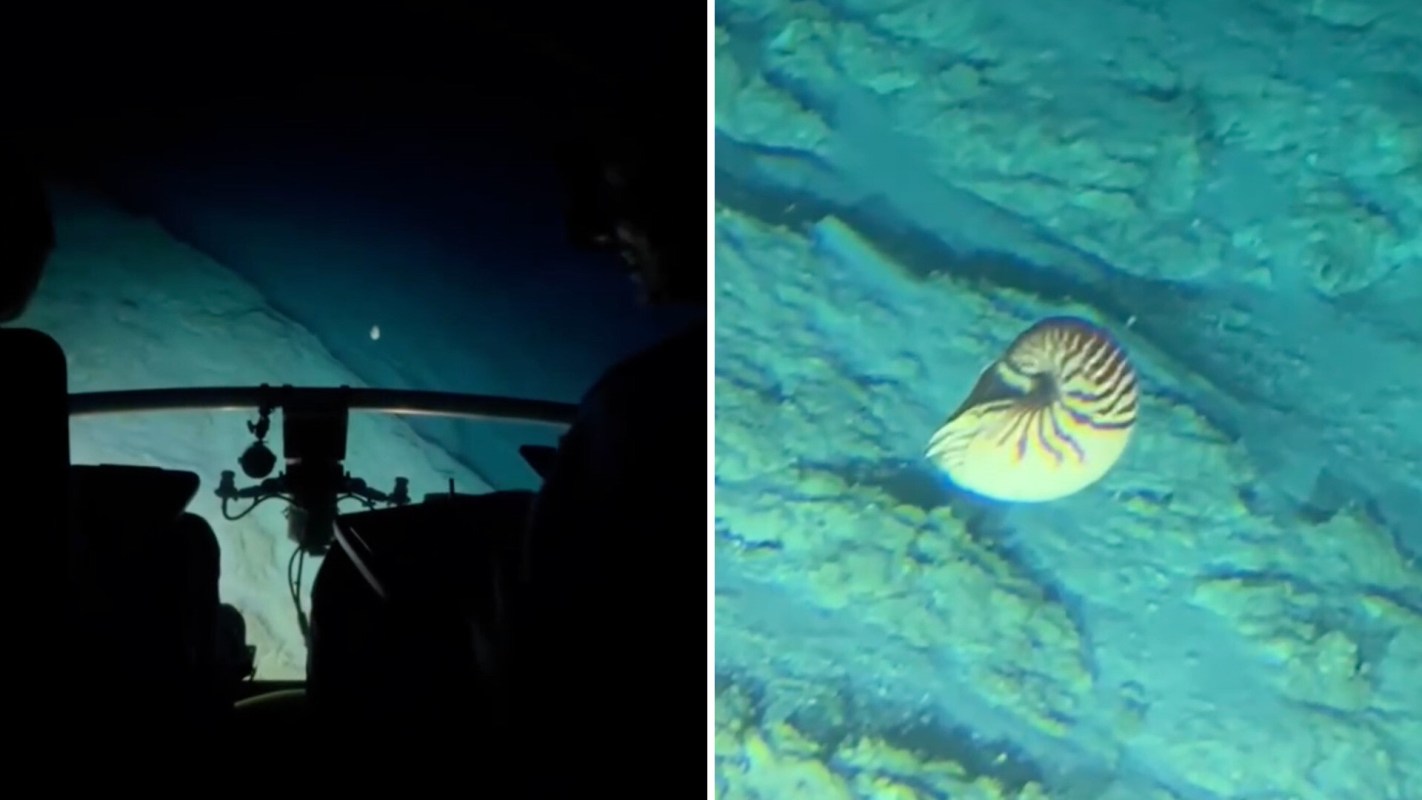 A nautilus in Fiji.