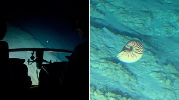 A nautilus in Fiji.