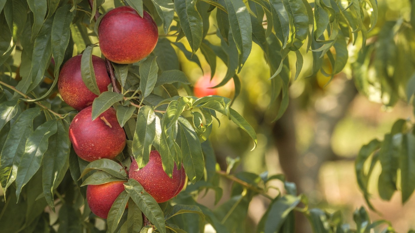 A nectarine tree.