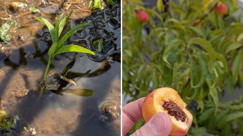A plant grows in shallow water beside a hand holding a halved peach with a seed inside and greenery in the background.