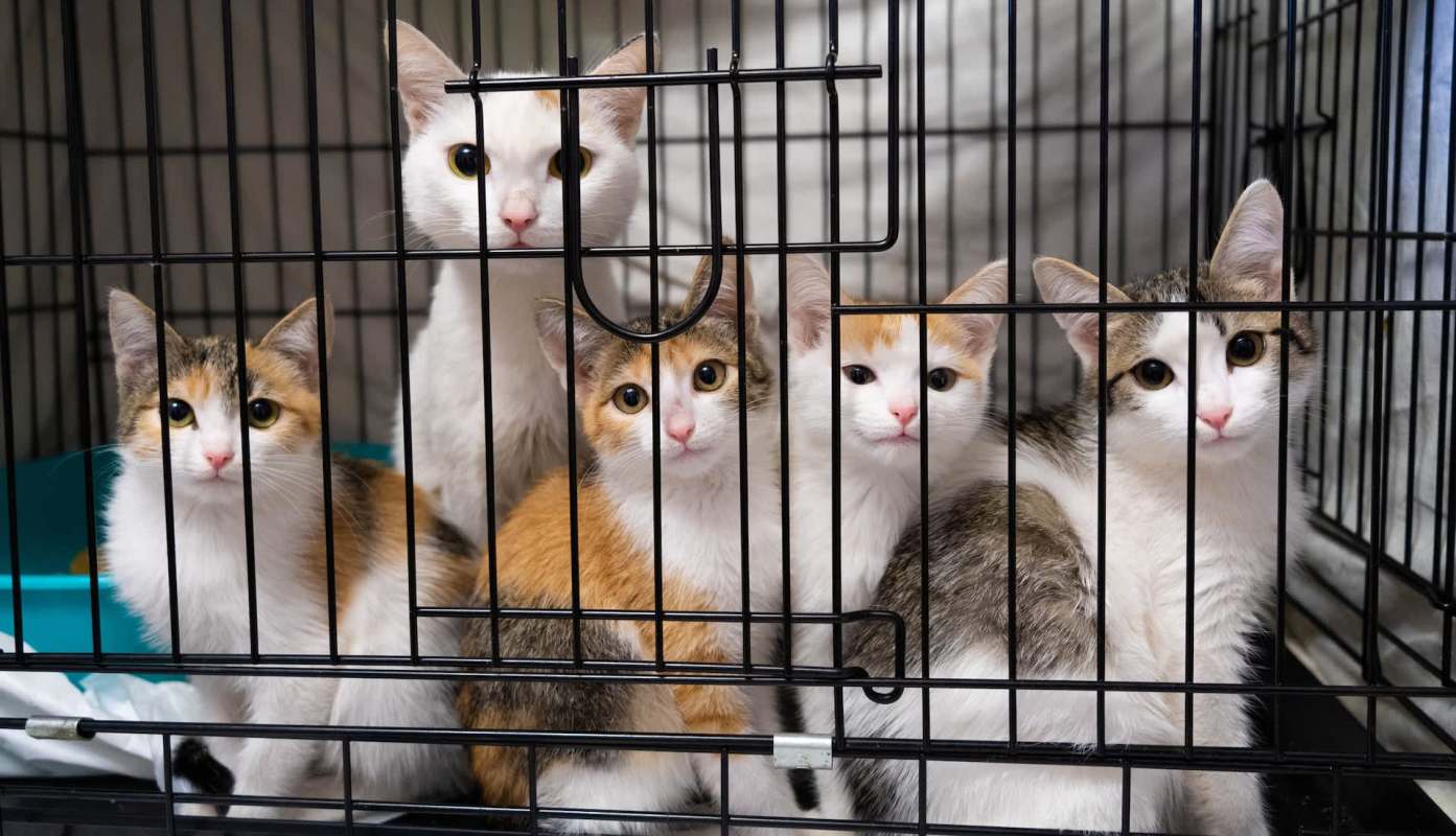Five kittens in a cage.