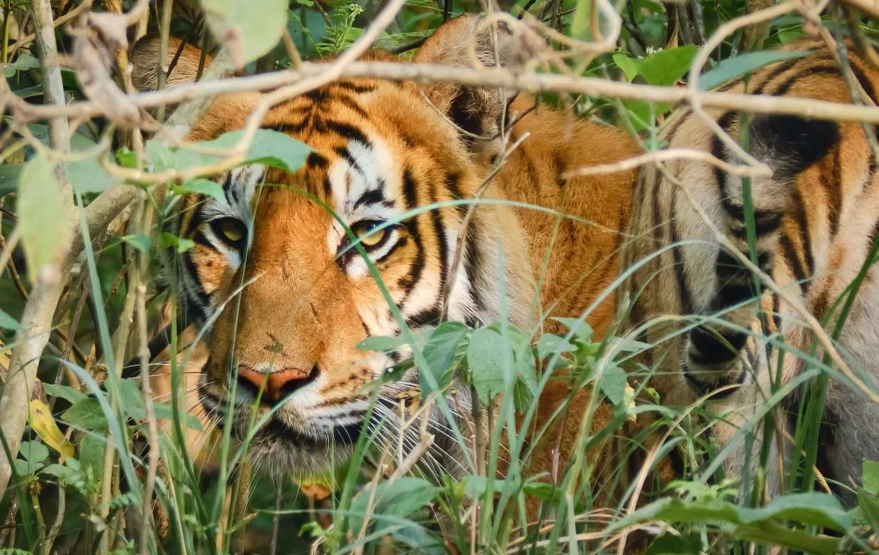 A tiger partially hidden among grass and bushes.