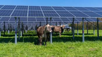 Two cows graze beneath solar panels in a grassy field.