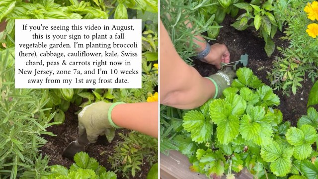 A person plants vegetables in a garden surrounded by various green plants.