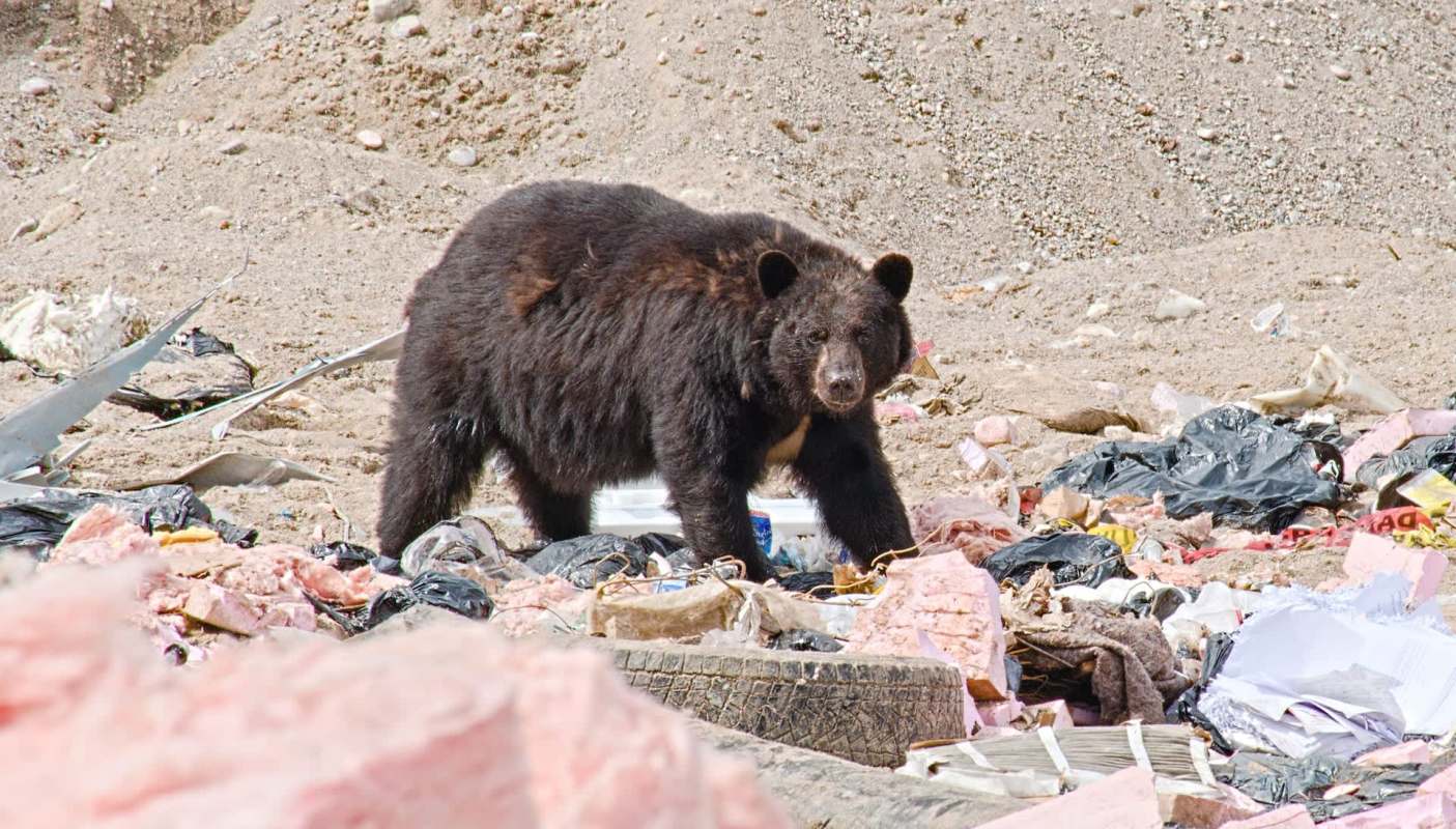 A bear forages among trash and debris in a landfill.