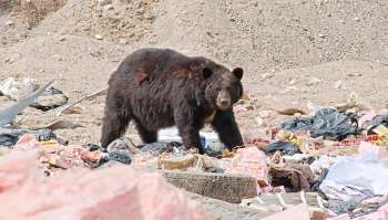 A bear forages among trash and debris in a landfill.