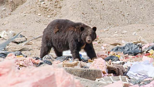 A bear forages among trash and debris in a landfill.