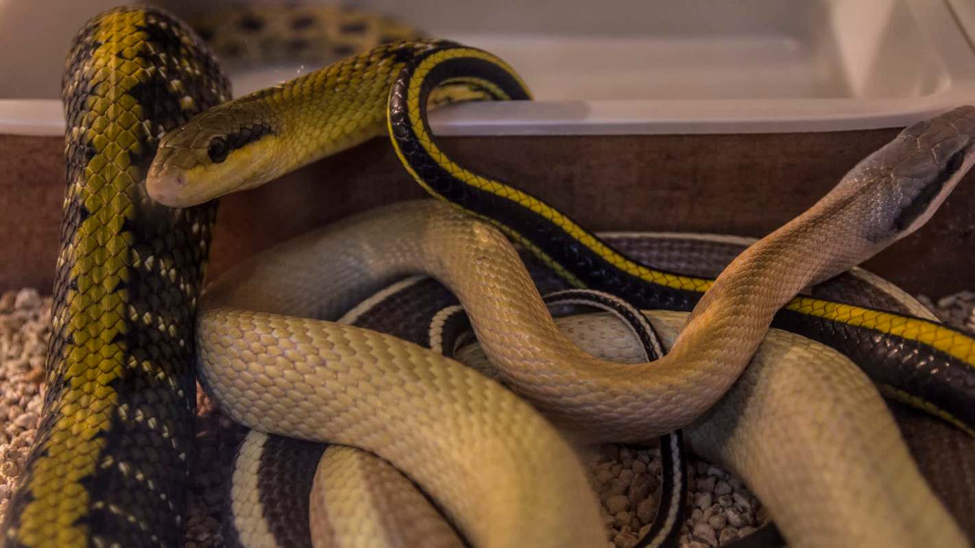 Multiple snakes of varying colors and patterns are coiled together on a substrate in a container.