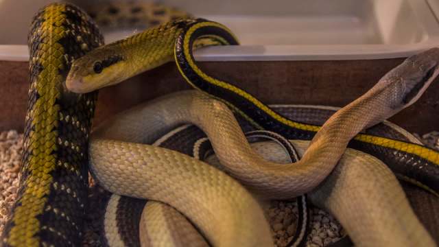 Multiple snakes of varying colors and patterns are coiled together on a substrate in a container.