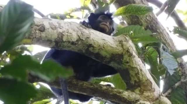 A monkey perched on a tree branch surrounded by green leaves.